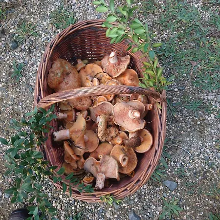 Hotel Cotiella Campo (Huesca)