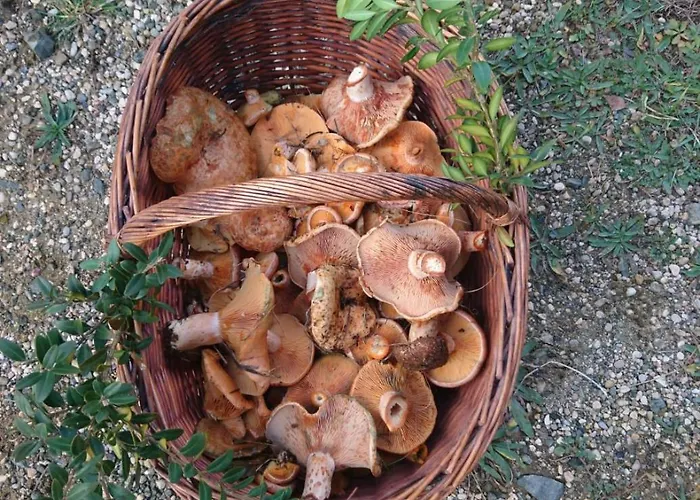 Otel Cotiella Campo (Huesca)